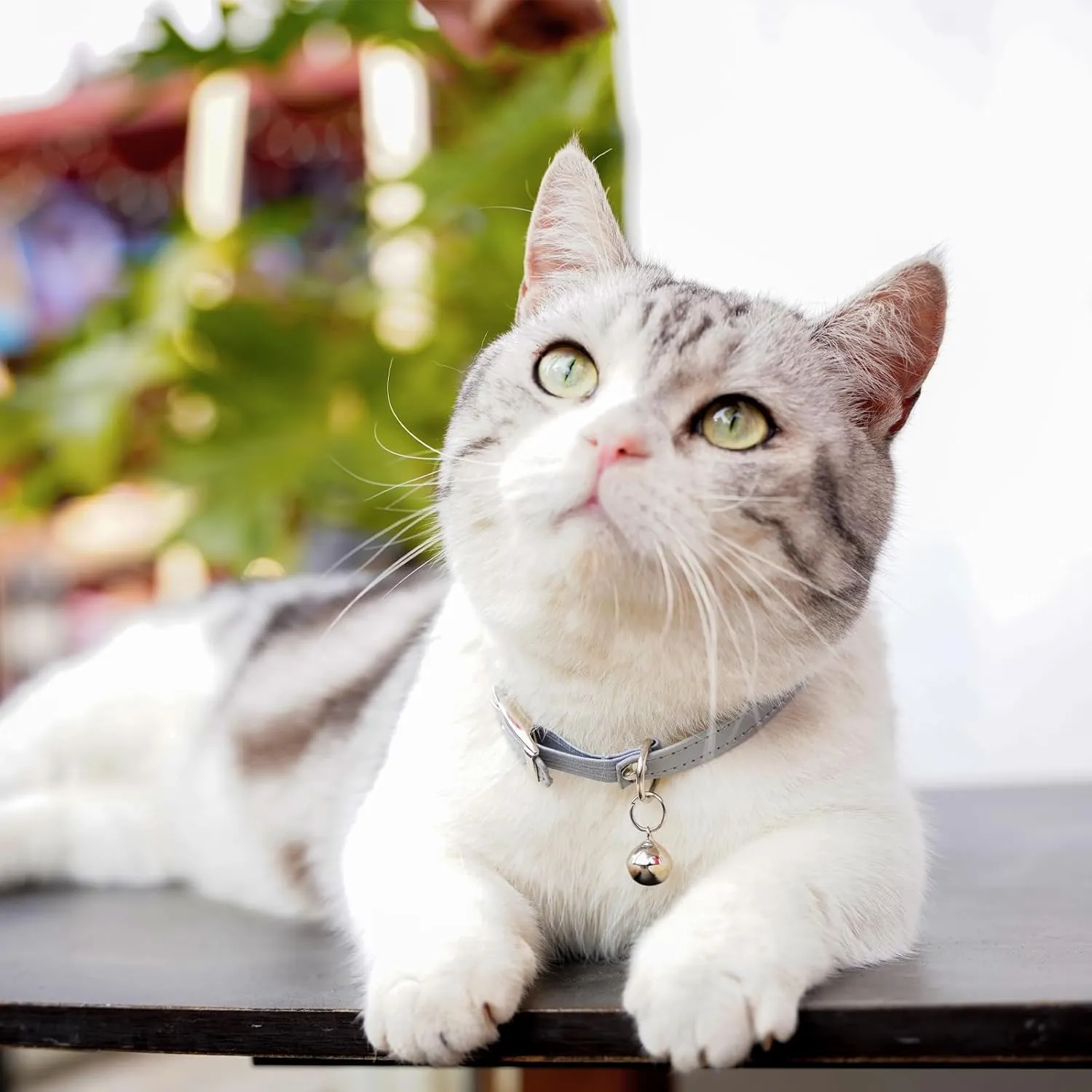 Cat Collar with Bells,Kitten Collar for Boy & Girl Leather cat Collar Breakaway with Safety Elastic Strap (Neck Fit 8"-11",Gray)