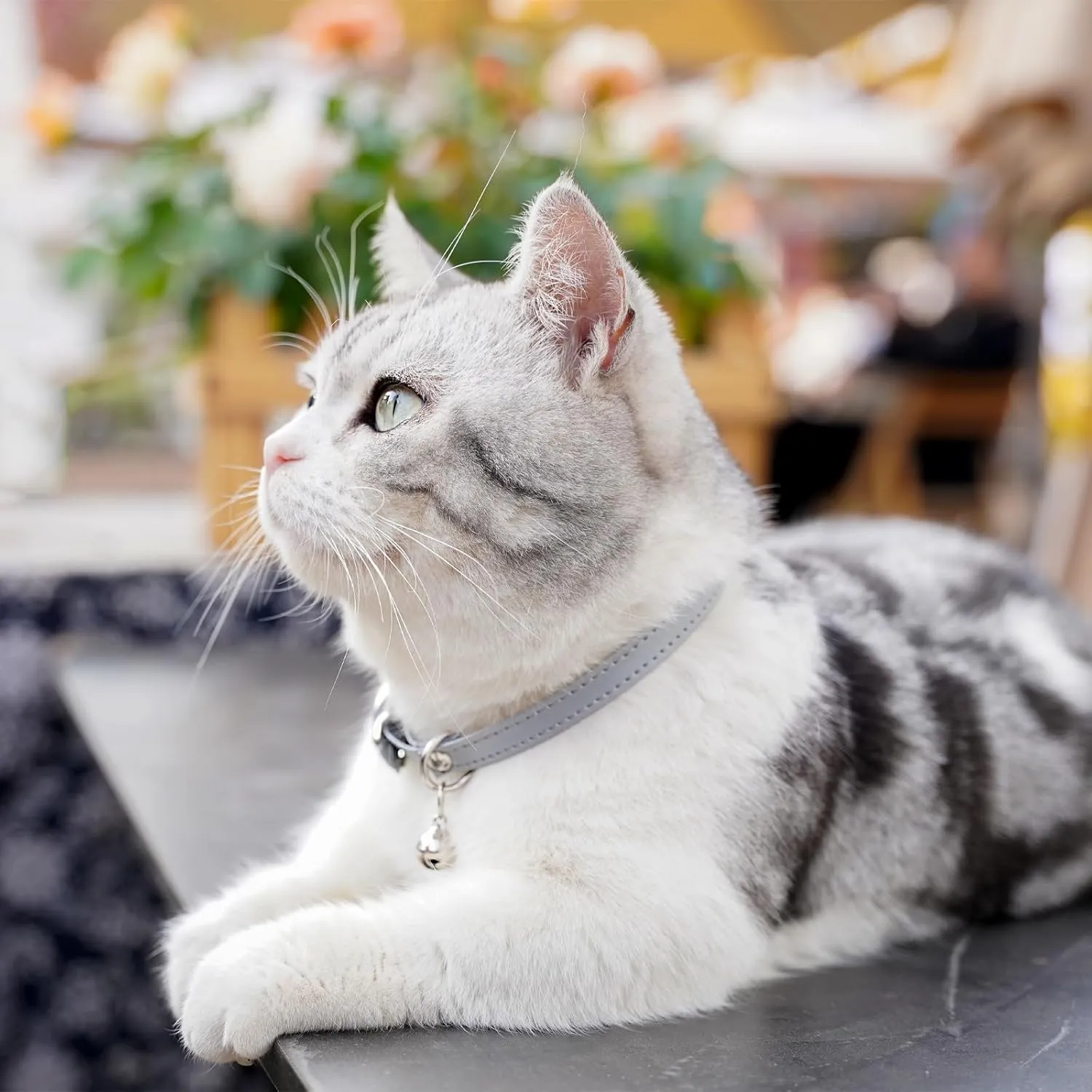 Cat Collar with Bells,Kitten Collar for Boy & Girl Leather cat Collar Breakaway with Safety Elastic Strap (Neck Fit 8"-11",Gray)