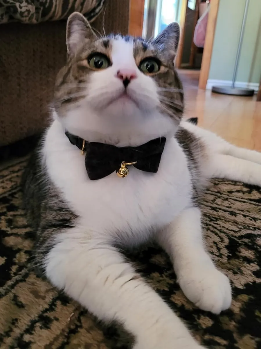 Cotton Breakaway Cat Collar with Bow Tie and Bell, Adjustable Cute Soft Corduroy Kitten Collars for Boy Cats,Black