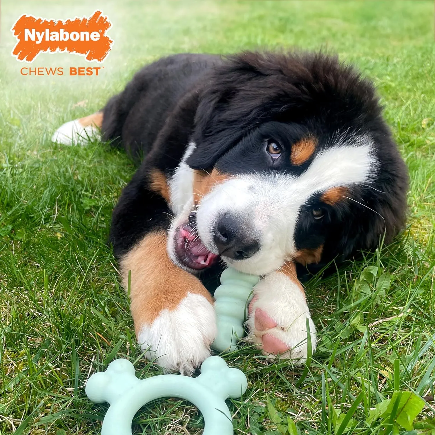 Nylabone Sensory Material Soothing Puppy Chew Toy Ring, Toys for Teething Puppies, Chicken Flavor, Small - Up to 25 lbs, 1 Count