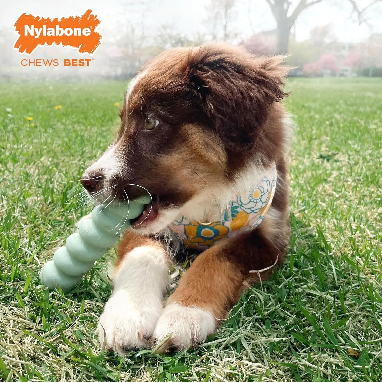 Nylabone Sensory Material Soothing Puppy Chew Toy Stick, Toys for Teething Puppies, Peanut Butter Flavor, Small - Up to 25 lbs, 1 Count