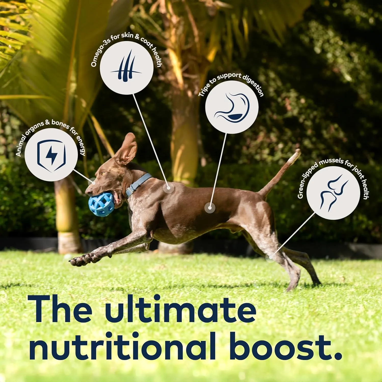 ZIWI Peak Air-Dried Dog Food  Beef - All Natural, High Protein, Grain Free, Limited Ingredient w/ Superfoods (35.2oz)